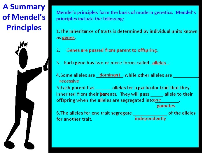 A Summary of Mendel’s Principles Mendel’s principles form the basis of modern genetics. Mendel’s