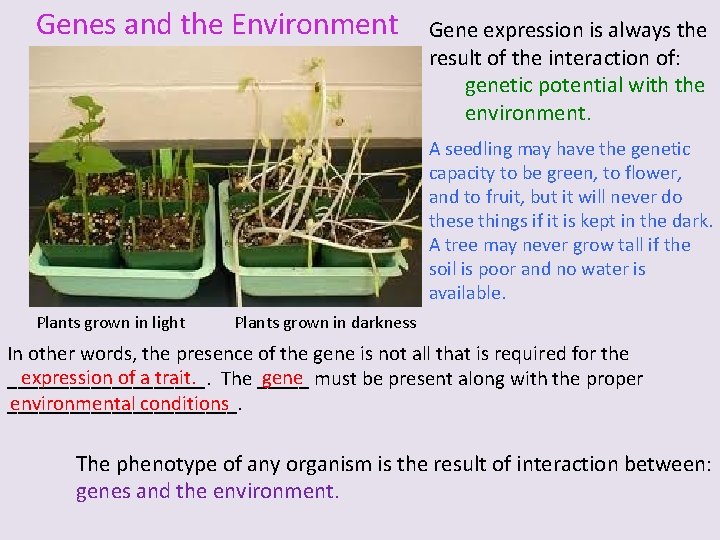 Genes and the Environment Gene expression is always the result of the interaction of:
