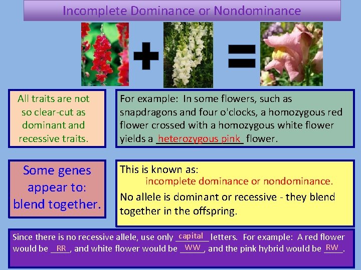 Incomplete Dominance or Nondominance All traits are not so clear-cut as dominant and recessive