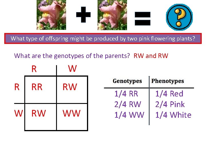 What type of offspring might be produced by two pink flowering plants? What are