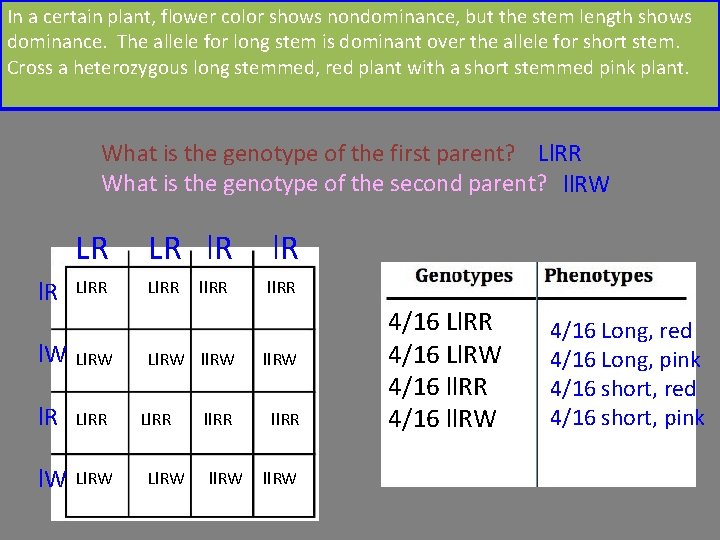 In a certain plant, flower color shows nondominance, but the stem length shows dominance.