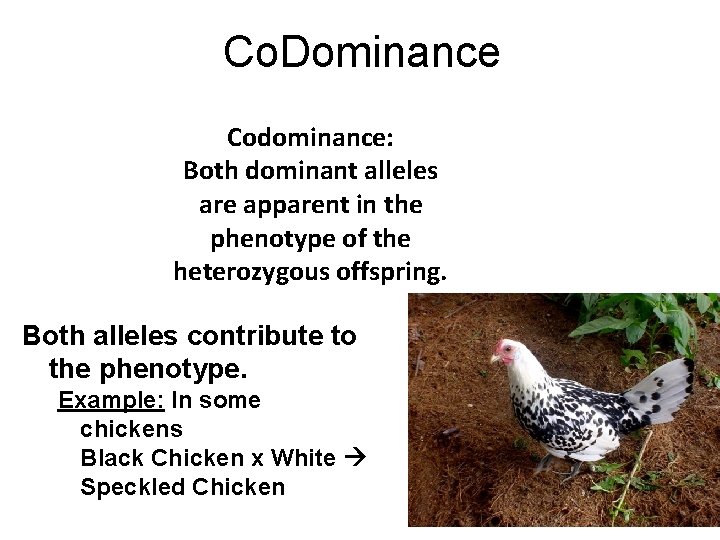 Co. Dominance Codominance: Both dominant alleles are apparent in the phenotype of the heterozygous