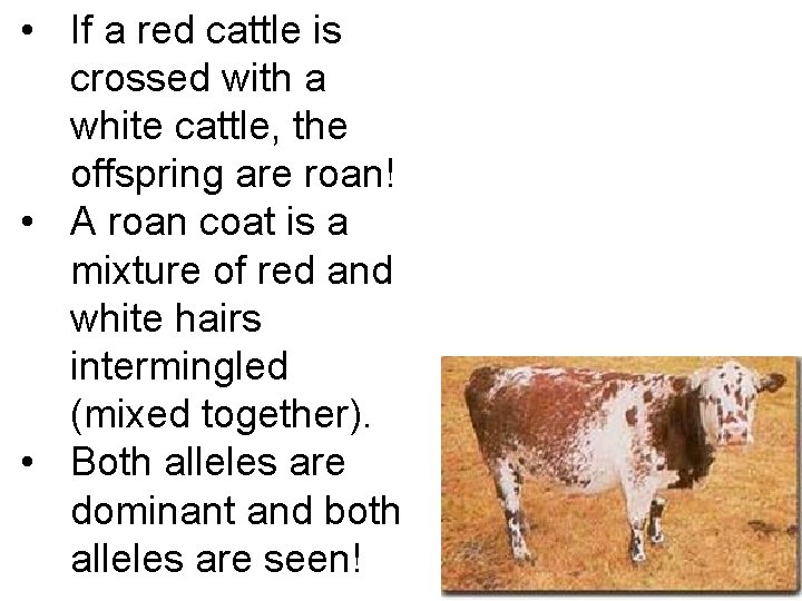  • If a red cattle is crossed with a white cattle, the offspring