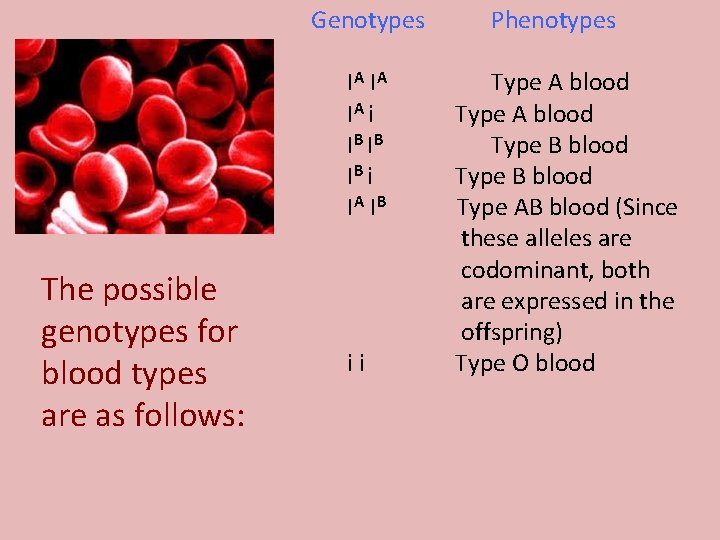 Genotypes The possible genotypes for blood types are as follows: Phenotypes IA IA Type