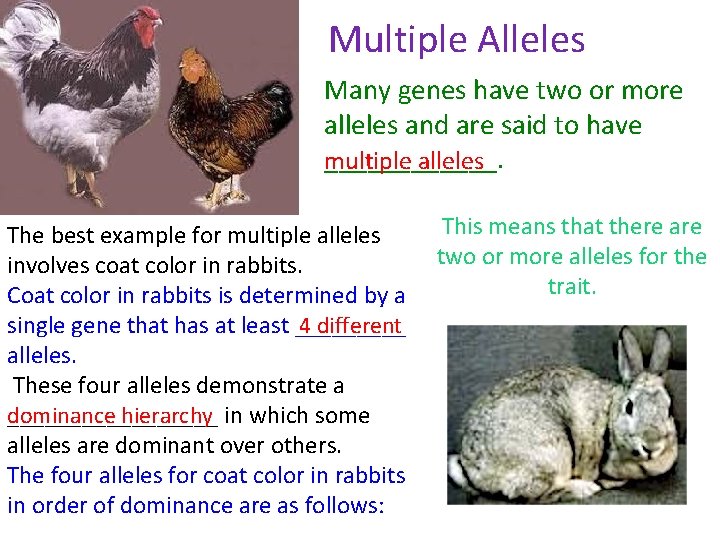 Multiple Alleles Many genes have two or more alleles and are said to have