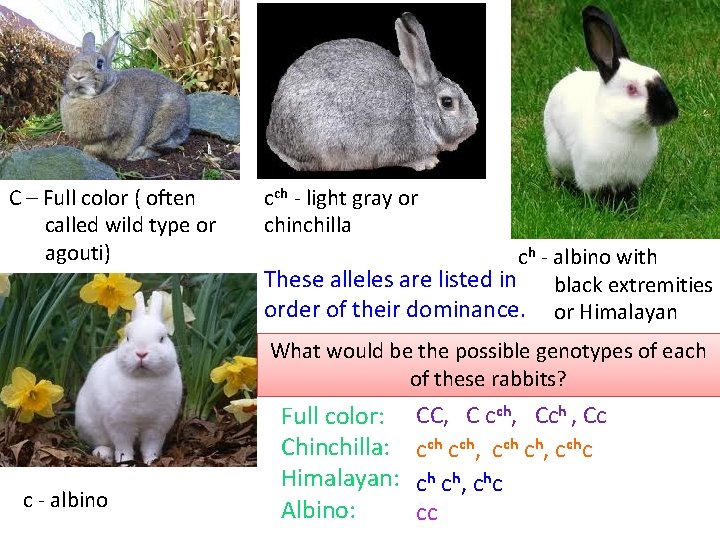 C – Full color ( often called wild type or agouti) cch - light