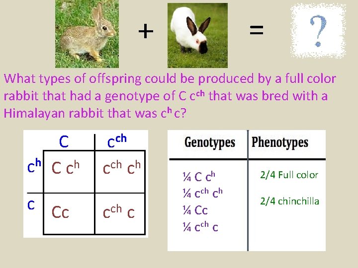 = + What types of offspring could be produced by a full color rabbit