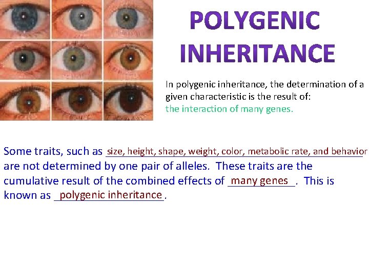 In polygenic inheritance, the determination of a given characteristic is the result of: the