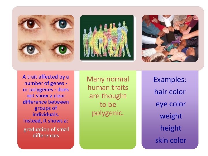 A trait affected by a number of genes - or polygenes - does not