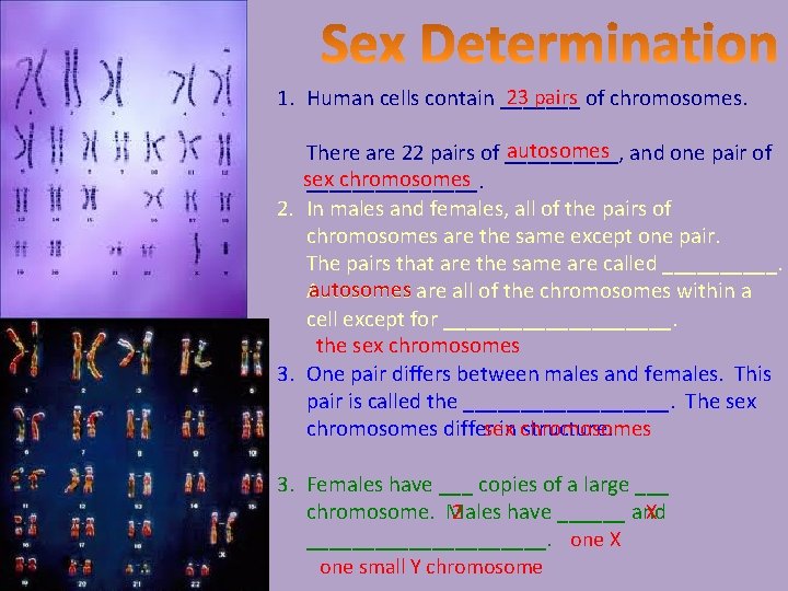 23 pairs 1. Human cells contain _______ of chromosomes. autosomes There are 22 pairs