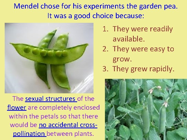 Mendel chose for his experiments the garden pea. It was a good choice because: