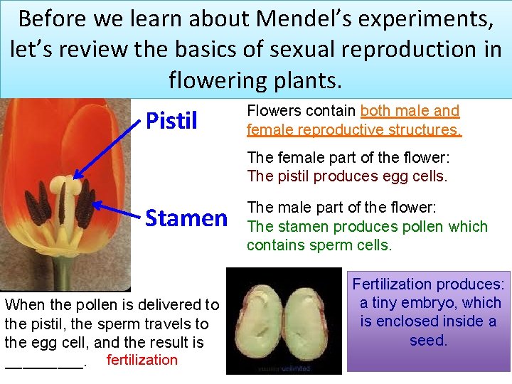 Before we learn about Mendel’s experiments, let’s review the basics of sexual reproduction in
