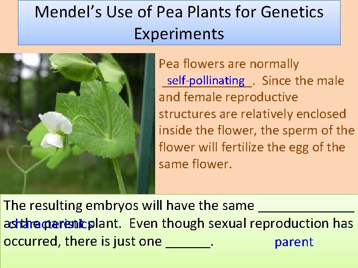 Mendel’s Use of Pea Plants for Genetics Experiments Pea flowers are normally self-pollinating _______.