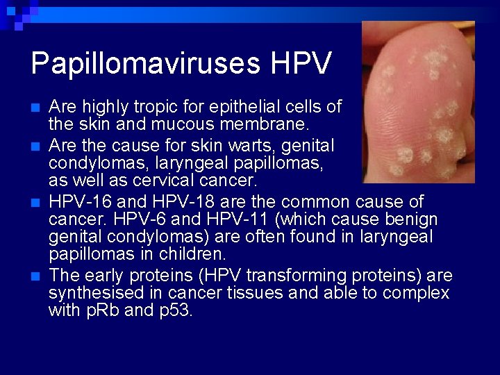 Papillomaviruses HPV n n Are highly tropic for epithelial cells of the skin and