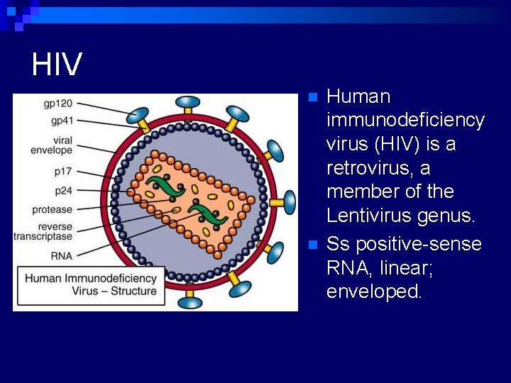 HIV n n Human immunodeficiency virus (HIV) is a retrovirus, a member of the