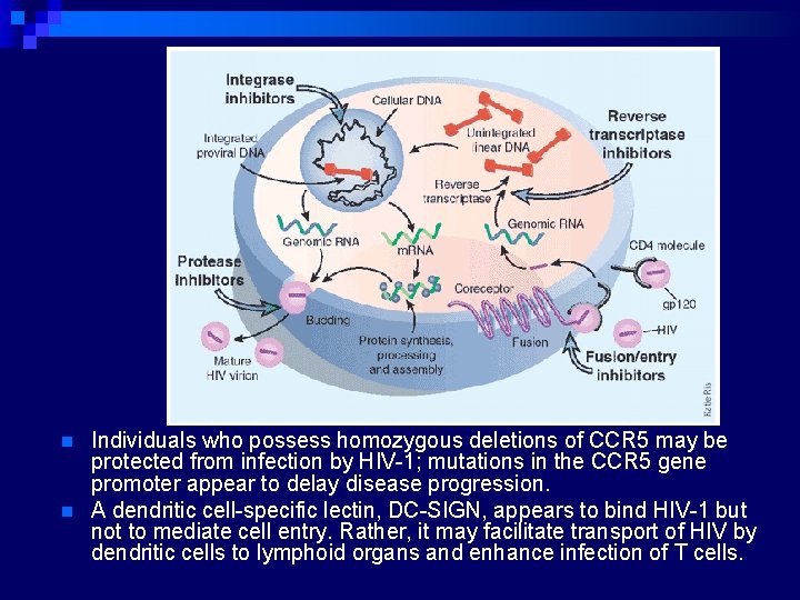 n n Individuals who possess homozygous deletions of CCR 5 may be protected from