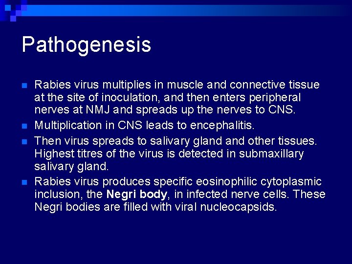 Pathogenesis n n Rabies virus multiplies in muscle and connective tissue at the site