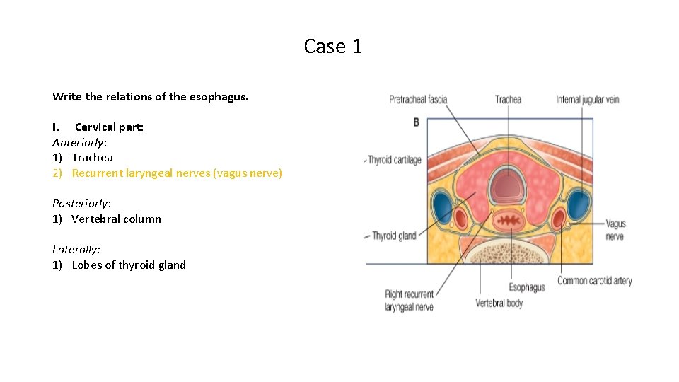 Case 1 Write the relations of the esophagus. I. Cervical part: Anteriorly: 1) Trachea