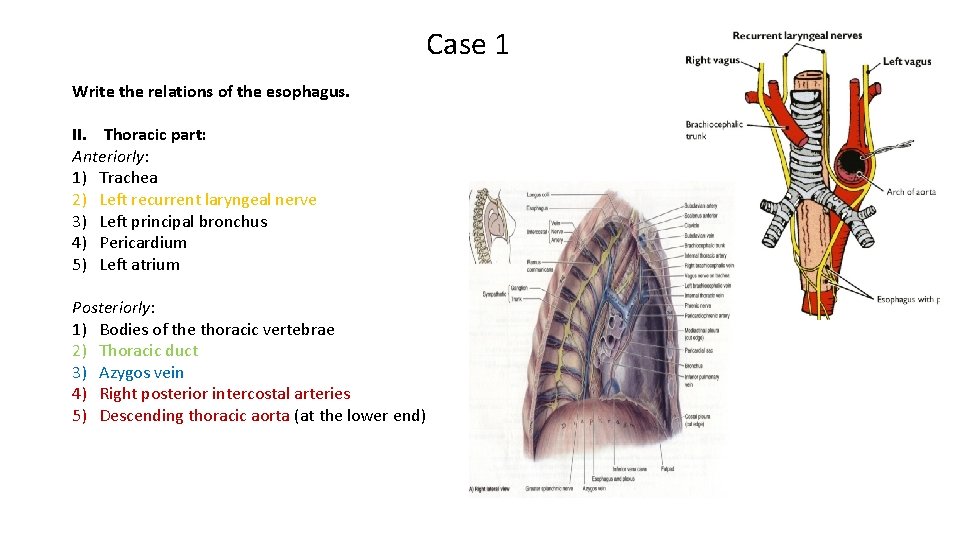 Case 1 Write the relations of the esophagus. II. Thoracic part: Anteriorly: 1) Trachea