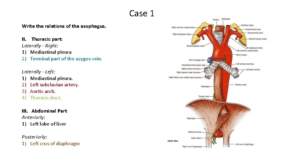 Case 1 Write the relations of the esophagus. II. Thoracic part: Laterally - Right: