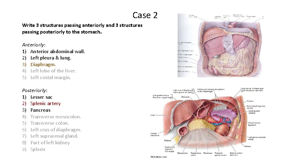 Case 2 Write 3 structures passing anteriorly and 3 structures passing posteriorly to the