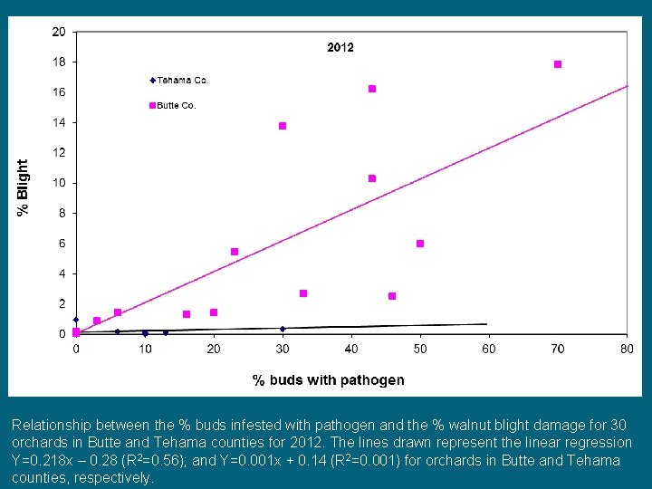 Relationship between the % buds infested with pathogen and the % walnut blight damage