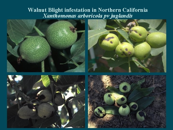 Walnut Blight infestation in Northern California Xanthomonas arboricola pv juglandis 