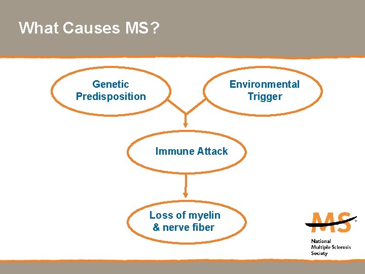 What Causes MS? Genetic Predisposition Environmental Trigger Immune Attack Loss of myelin & nerve