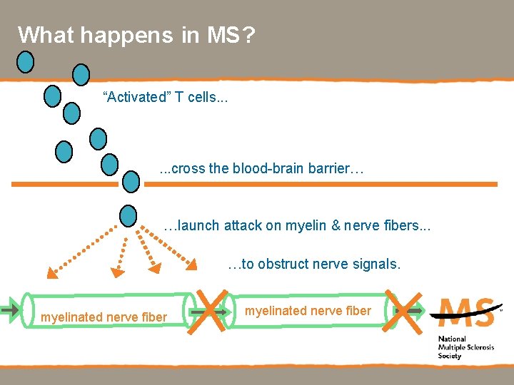 What happens in MS? “Activated” T cells. . . cross the blood-brain barrier… …launch