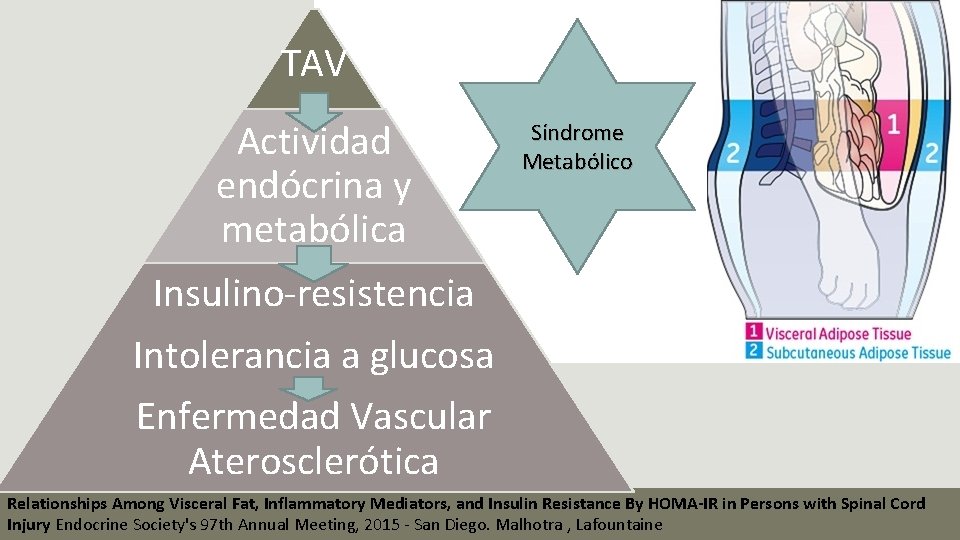 TAV Actividad endócrina y metabólica Síndrome Metabólico Insulino-resistencia Intolerancia a glucosa Enfermedad Vascular Aterosclerótica