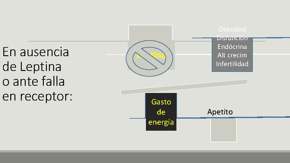 En ausencia de Leptina o ante falla en receptor: Leptina Gasto de energía Obesidad