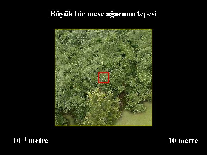 Büyük bir meşe ağacının tepesi 10+1 metre 10 metre 