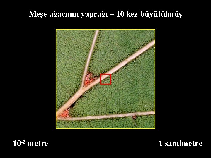 Meşe ağacının yaprağı – 10 kez büyütülmüş 10 -2 metre 1 santimetre 