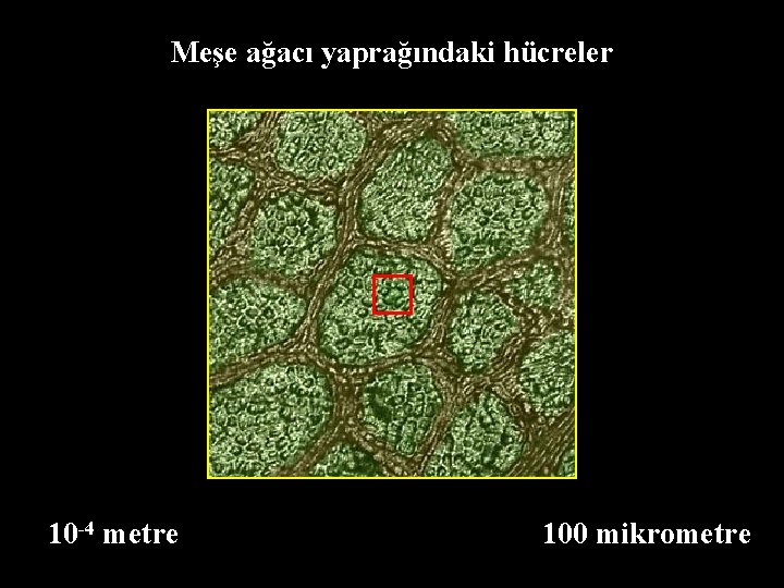 Meşe ağacı yaprağındaki hücreler 10 -4 metre 100 mikrometre 
