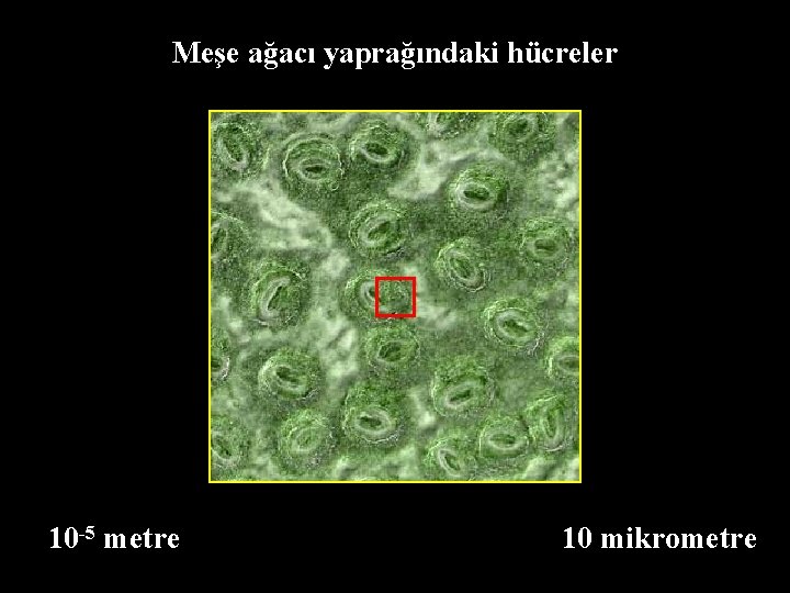 Meşe ağacı yaprağındaki hücreler 10 -5 metre 10 mikrometre 