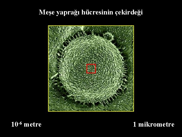 Meşe yaprağı hücresinin çekirdeği 10 -6 metre 1 mikrometre 