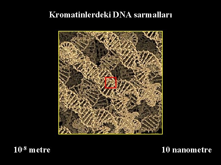 Kromatinlerdeki DNA sarmalları 10 -8 metre 10 nanometre 