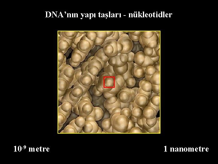 DNA’nın yapı taşları - nükleotidler 10 -9 metre 1 nanometre 