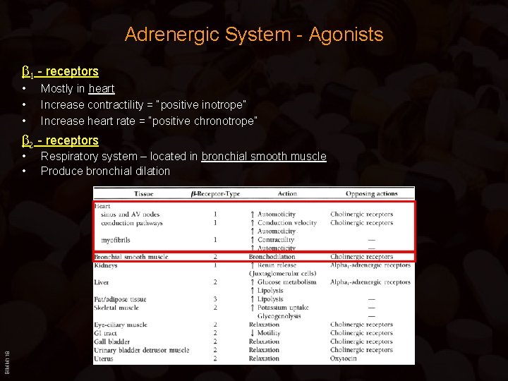 Adrenergic System - Agonists b 1 - receptors • • • Mostly in heart Adrenergic System - Agonists b 1 - receptors • • • Mostly in heart