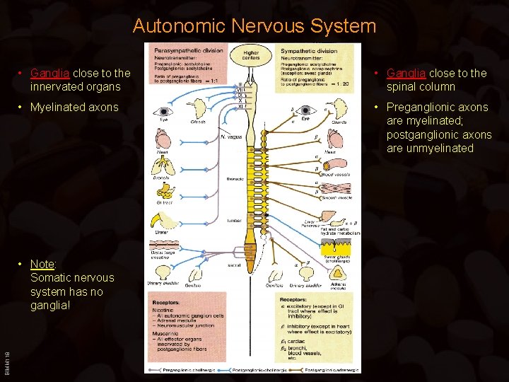 Autonomic Nervous System • Ganglia close to the innervated organs • Ganglia close to Autonomic Nervous System • Ganglia close to the innervated organs • Ganglia close to