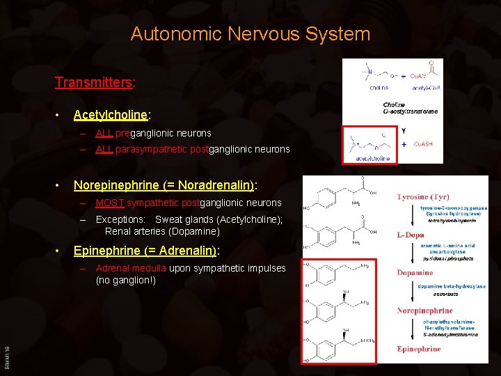 Autonomic Nervous System Transmitters: • Acetylcholine: – ALL preganglionic neurons – ALL parasympathetic postganglionic Autonomic Nervous System Transmitters: • Acetylcholine: – ALL preganglionic neurons – ALL parasympathetic postganglionic