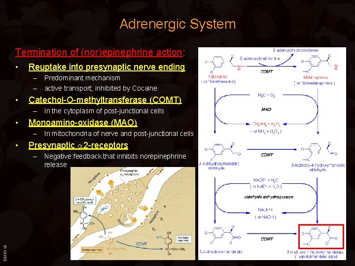 Adrenergic System Termination of (nor)epinephrine action: • Reuptake into presynaptic nerve ending – Predominant Adrenergic System Termination of (nor)epinephrine action: • Reuptake into presynaptic nerve ending – Predominant