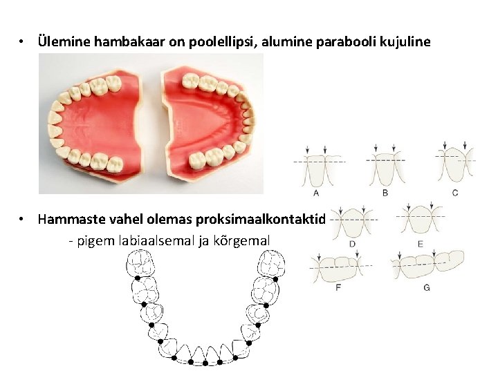  • Ülemine hambakaar on poolellipsi, alumine parabooli kujuline • Hammaste vahel olemas proksimaalkontaktid