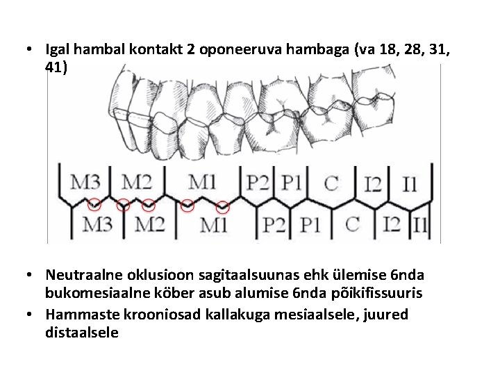  • Igal hambal kontakt 2 oponeeruva hambaga (va 18, 28, 31, 41) •