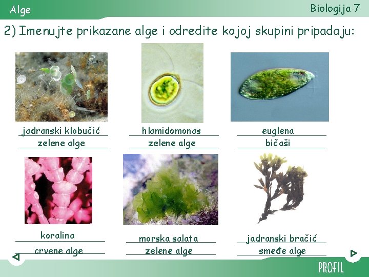 Biologija 7 Alge 2) Imenujte prikazane alge i odredite kojoj skupini pripadaju: jadranski klobučić