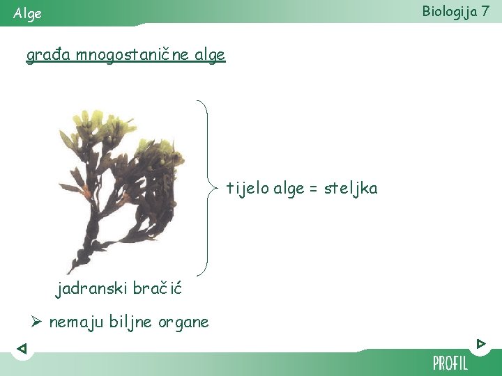 Biologija 7 Alge građa mnogostanične alge tijelo alge = steljka jadranski bračić Ø nemaju