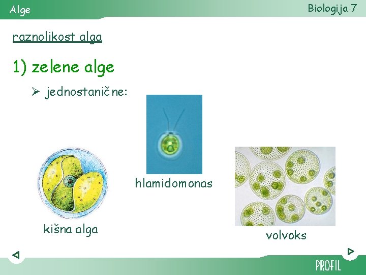 Biologija 7 Alge raznolikost alga 1) zelene alge Ø jednostanične: hlamidomonas kišna alga volvoks