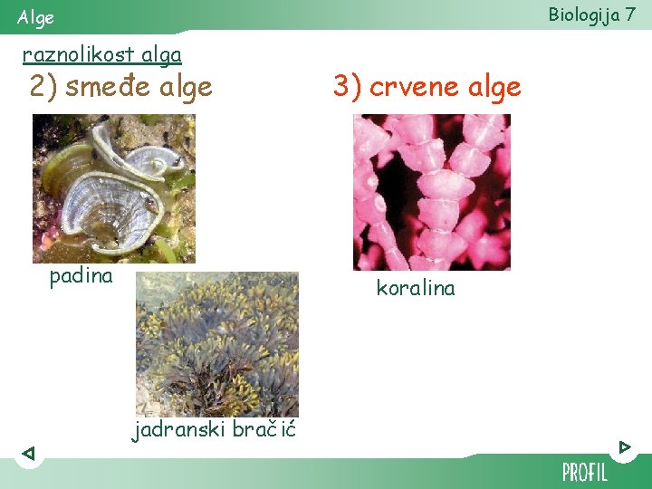 Biologija 7 Alge raznolikost alga 2) smeđe alge padina 3) crvene alge koralina jadranski