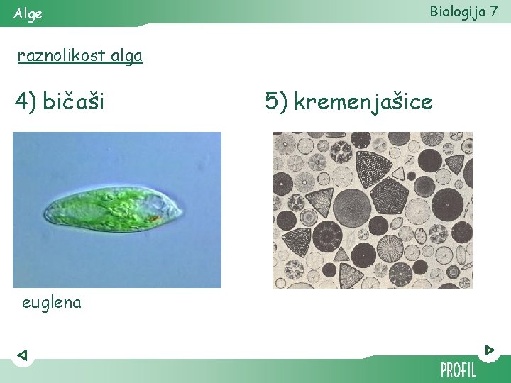 Alge Biologija 7 raznolikost alga 4) bičaši euglena 5) kremenjašice 