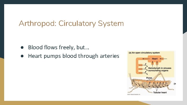 Arthropod: Circulatory System ● Blood flows freely, but… ● Heart pumps blood through arteries